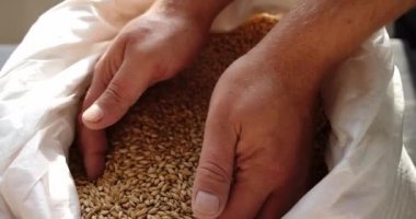 Arpa tohumu ile usta bira elleri. bira fabrikasında arpa. Yakından kapatın. Yavaş çekim Üst görünüm