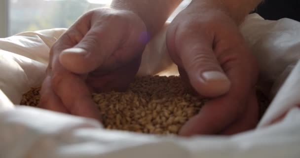 Manos de maestro cervecero con semillas de cebada. cebada en la fábrica de cerveza. De cerca. Movimiento lento — Vídeo de stock