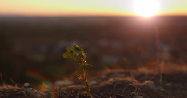 Movimento lento., uma mão de um camponês que molha um tiro de árvore recém-plantado para dar vida a uma nova árvore de plantas na luz da manhã. Fechar Ver 2 — Vídeo de Stock