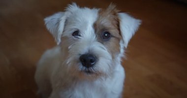 Yavaş çekimde küçük sevimli evcil hayvan Jack Russel Terrier kafa portresi. Ver 2