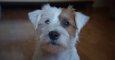 Yavaş çekim portresi sevimli küçük evcil hayvan Jack Russel terrier kafa portresi yakın çekim.