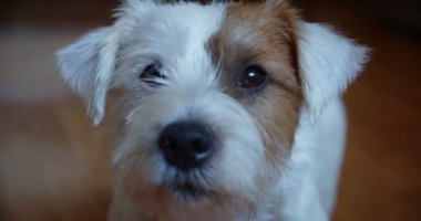 Yavaş çekimde küçük sevimli evcil hayvan Jack Russel Terrier kafa portresi. Ver 4