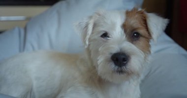 Yavaş çekimde küçük sevimli evcil hayvan Jack Russel Terrier kafa portresi. Ver 5