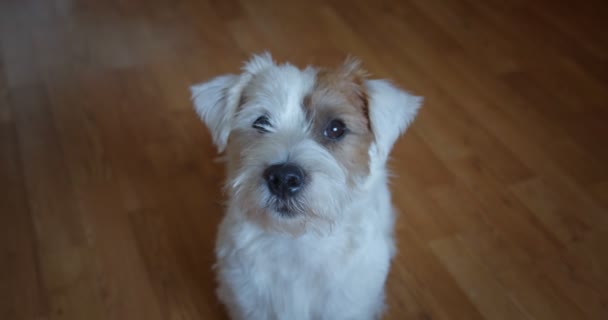 Zeitlupe Porträt schöne kleine Haustier Jack Russel Terrier Nahaufnahme Kopf Porträt. Vers 3 — Stockvideo