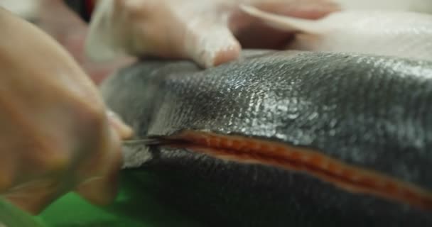 Las manos del chef preparan pescado crudo congelado sobre tabla de cortar. en la cocina Primer plano. Movimiento lento — Vídeos de Stock