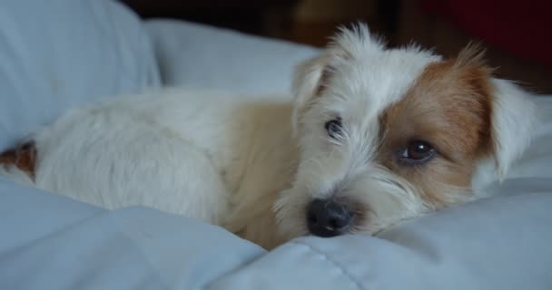Junior Jack Russell Terrierdog wil in bed slapen. Sluiten. — Stockvideo
