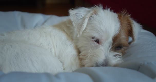 Junior Jack Russell Terrierdog quiere dormir en la cama. De cerca. Ver 2 — Vídeos de Stock