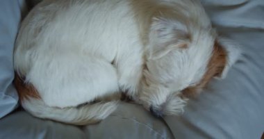 Küçük Jack Russell Teriyeri yatakta uyumak istiyor. Kapatın. Ver 3