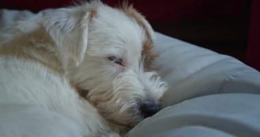 Küçük Jack Russell Teriyeri yatakta uyumak istiyor. Kapatın. Ver 4