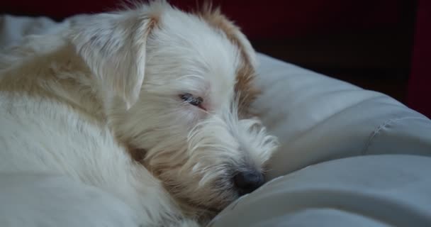 Junior Jack Russell Terrierdog wil in bed slapen. Sluit maar af. Ver 4 — Stockvideo