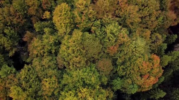 Aerial drone view autumn color forrest, revealing fjeld tunturi mountains, on a sunny and rainy fall day. Ver 1 — Stock Video