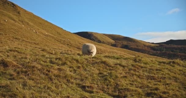 Ovejas comen verdor en Islandia en montaña Ver 1 — Vídeo de stock