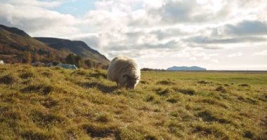İzlanda 'da, dağda koyun yiyen yeşillik, Ver 3 numaralı portre.