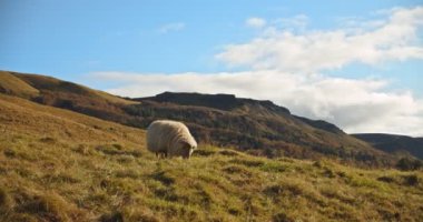 İzlanda 'da koyun yiyen yeşillik.