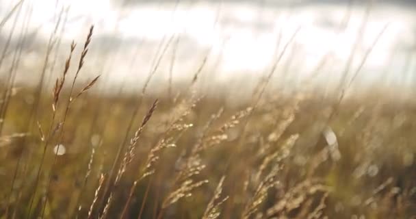 Cálida luz del sol otoñal brillando a través de un campo de hierba salvaje. De cerca. Islandia — Vídeos de Stock
