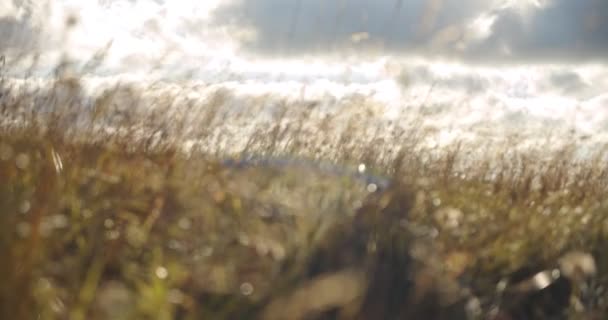 Warm autumn sunlight shining through a wild grass field. Close up. Iceland Ver 2 — Stock Video