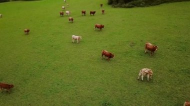Hava görüntüsü. Çiftlik, ahır ve binalar. Fransa 'nın kuzeyinde. Orta vuruş Ver 2