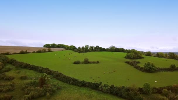 Aerial view. Cattle group of cows walking slowly over beautiful pasture farm landscape bright green grass. Wide shot — Stock Video