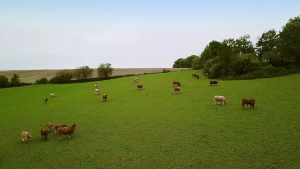 Vista aérea. Granja de trabajo, granero y edificios. En el norte de Francia. Midle shot Ver 1 — Vídeo de stock