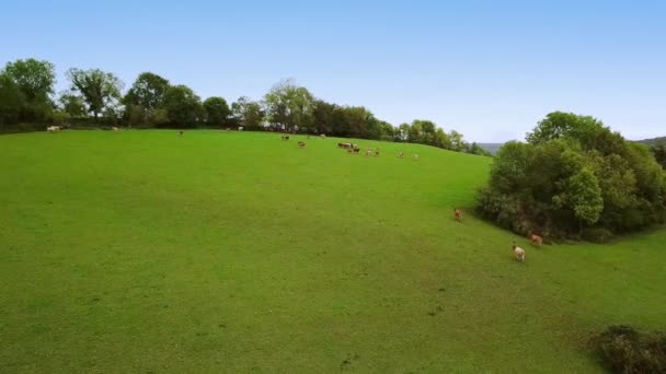 Vista aérea. Granja de trabajo, granero y edificios. En el norte de Francia. Amplio tiro Ver 5 — Vídeos de Stock