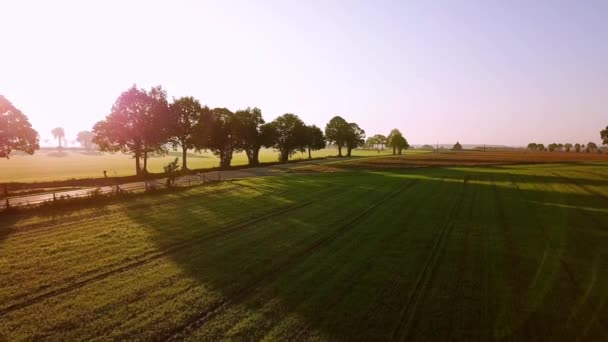 Aerial drone view. avtosobil going down the road, past the beautiful trees and fields, sunny morning Ver 4 — Stock Video