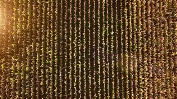 Vista aérea del dron. Volando sobre el campo de maíz verde dorado listo para la cosecha. Hermoso atardecer, Francia. Vista panorámica superior — Vídeo de stock