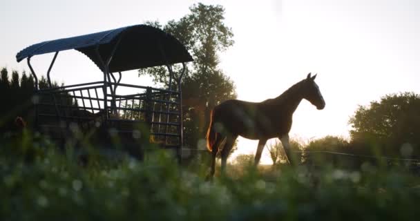 MOCIÓN LENTA, Perfil de dos hermosos caballos sementales de color marrón oscuro de pie y caminar lentamente en el campo de observación, pastoreo, en la impresionante noche dorada puesta del sol, sol naciente . — Vídeos de Stock