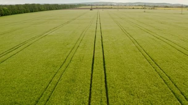 Vue aérienne d'un drone survolant un champ de colza en fleurs vertes avec des lignes de tracteur sur un printemps ensoleillé 