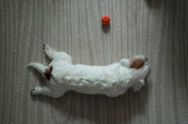 Jack Russell Terrier köpek yavrusu favori oyuncak topuyla oynuyor. Üst görünüm