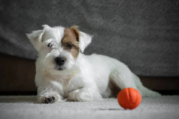 Jack Russell Terrier köpek yavrusu en sevdiği oyuncak portakal topuyla oynuyor. Kameraya bakarak evcil hayvan için lastik top. Kapat.,