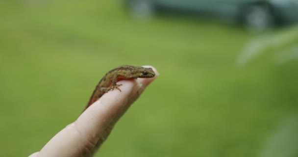 A female hands holds a lizard in his hand, the lizard looks into the camera Close up — Stock Video