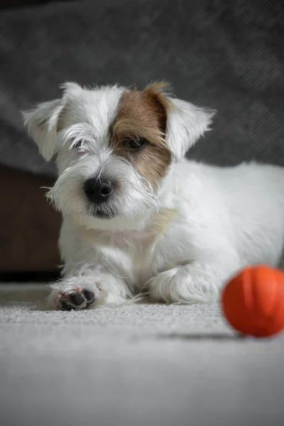 Jack Russell Terrier köpek yavrusu en sevdiği oyuncak portakal topuyla oynuyor. Kameraya bakarak evcil hayvan için lastik top. Yaklaş, Dikey