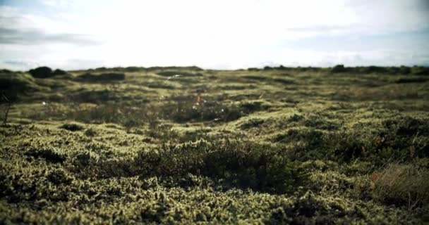 Island lavafält täckt med grön mossa från vulkanutbrott. flytta kameran Midle skott — Stockvideo