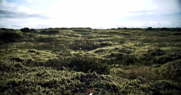 Island Lavafeld mit grünem Moos von Vulkanausbruch bedeckt. bewegliche Kamera Midle shot. Kamera verschieben — Stockvideo