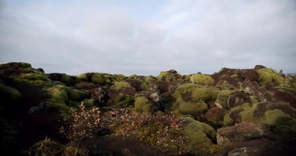 Исландское лавовое поле покрыто зеленым мхом от извержения вулкана. двигательная камера V4 — стоковое видео