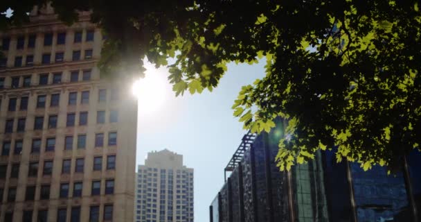 緑が美しい新宿の高層ビル. — ストック動画