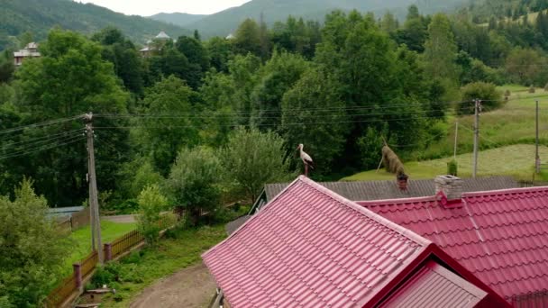 Luchtfoto drone view ooievaar in het dak breed uitzicht — Stockvideo