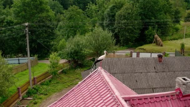 Légi drón nézet gólya a tetőn V4 — Stock videók