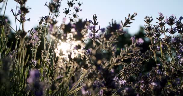 Heel dichtbij, lavendelplant in zonlicht — Stockvideo