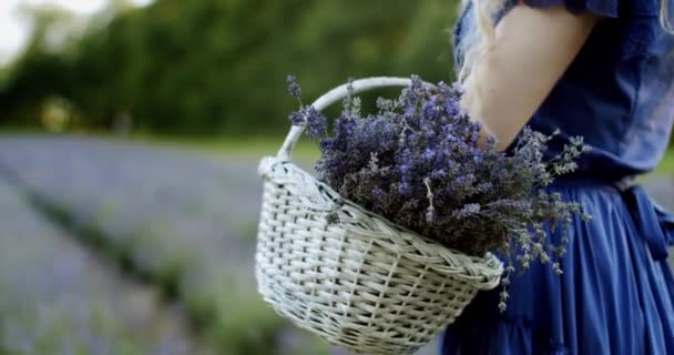 Mujer con canasta de mimbre permanecer en el campo de lavanda en flor en el día de verano. Cámara lenta Primer plano — Vídeo de stock