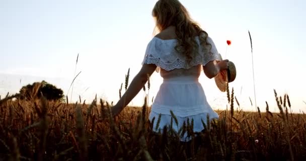 Gün batımında buğday tarlasında el kulakları ve güneş ışığıyla tarlada mutlu bir şekilde yürüyen bir kadın. Orta vuruş. — Stok video