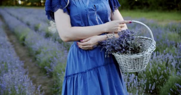 Female with wicker basket stay in blooming lavender field on summer day. Slow motion Close up Move camera — Stock Video