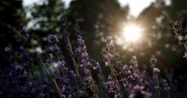 Çok yakın, güneş ışığı V2 'deki lavanta bitkisi.