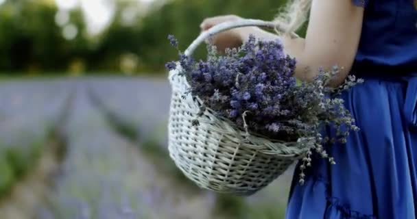 Donna con cesto di vimini che cammina nel campo di lavanda in fiore il giorno d'estate. Rallentatore Close up — Video Stock