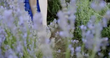 Yaz günü çiçek açan lavanta tarlasında kadın bacak yürüyüşü. Yavaş çekim