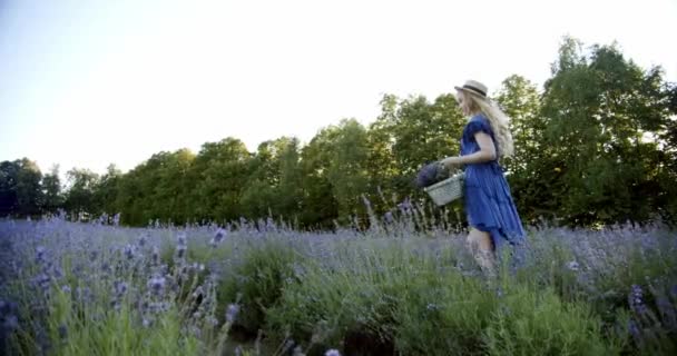 La femmina con cesto di vimini rimane in campo di lavanda fiorente durante giorno estivo e mette un mazzo di lavanda in un cesto. Rallentatore — Video Stock