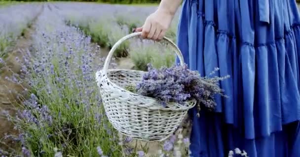 Donna con cesto di vimini camminare nel campo di lavanda in fiore il giorno d'estate. Rallentatore Close up Muovi telecamera — Video Stock