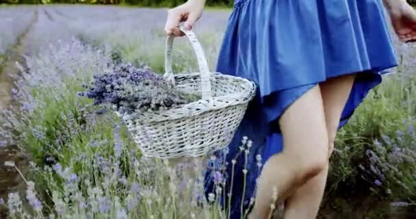 Close up Femmina con cesto di vimini camminare nel campo di lavanda in fiore il giorno d'estate. Rallentatore Spostare fotocamera — Video Stock