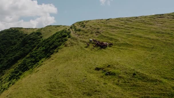 Vista aérea de drones. cavalos selvagens nas montanhas verdes Em rocha de fundo e céu azul. V3 — Vídeo de Stock