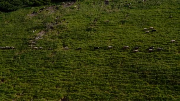 空中无人机视图。Svydovets Dragobrat V4山牧场的自由放牧羊群 — 图库视频影像